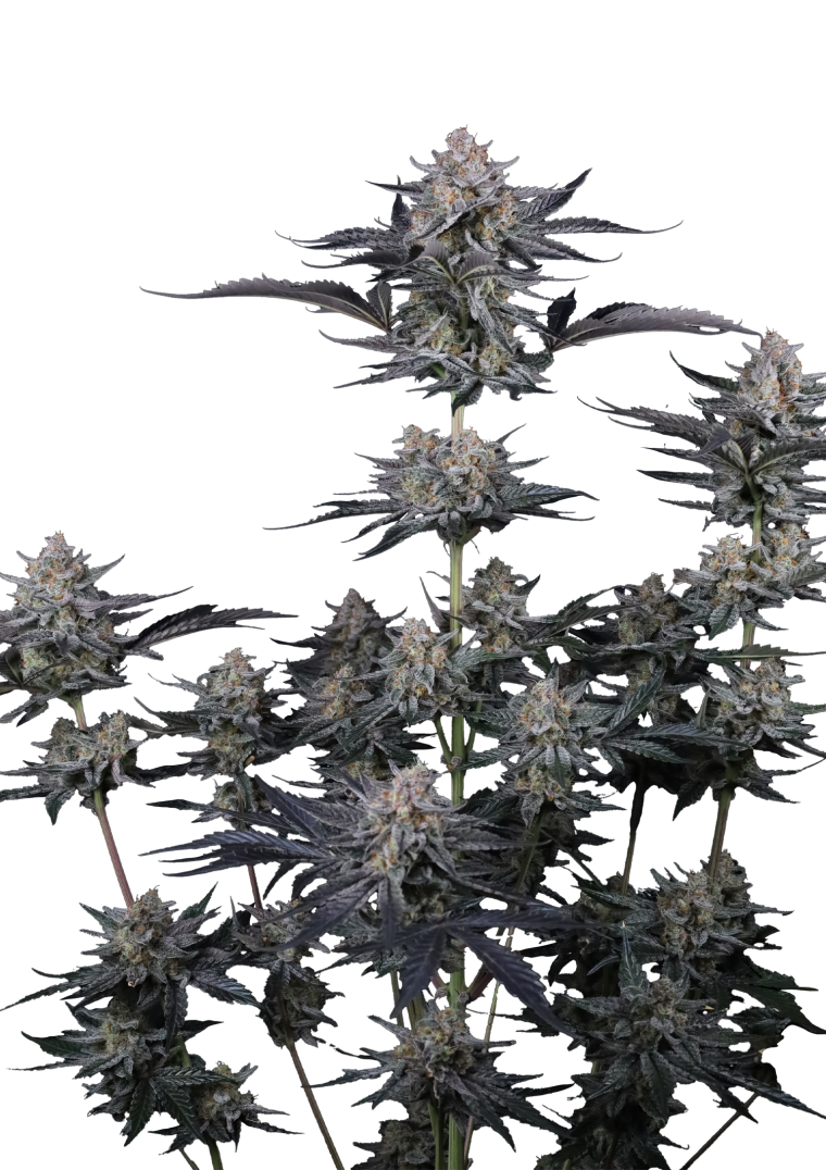 mendo guava auto