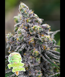 pistachio snow cream