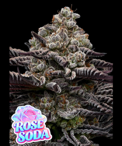 rose soda