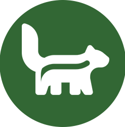 Skunk