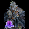 giga brain auto