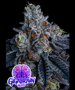 giga brain auto