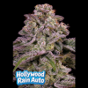 hollywood rain auto