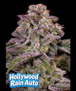 hollywood rain auto