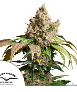Auto Red Tropicana Cookies
