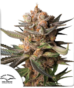 frozen biscotti auto