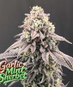 garlic mint sherbet
