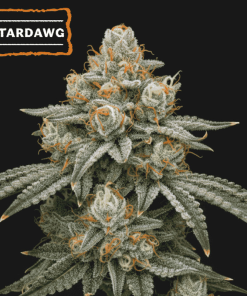 Stardawg Seedstockers