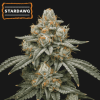 Stardawg Seedstockers 510x510