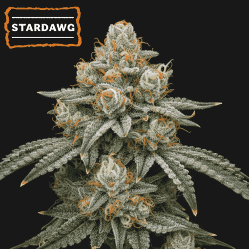Stardawg Seedstockers 510x510