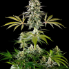 amnesia haze go fast galeria 1