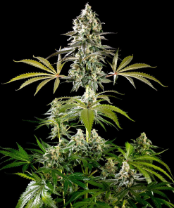 amnesia haze go fast galeria 1
