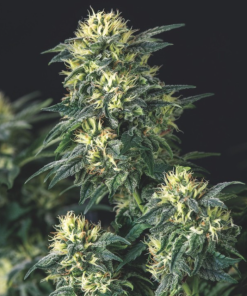 anesthesia x runtz
