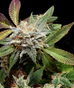 anubis x sunset sherbet
