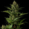 apple fritter auto smn genetics semi