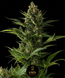 apple fritter auto smn genetics semi