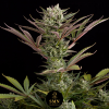 apple fritter smn genetics semi