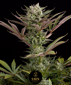 apple fritter smn genetics semi
