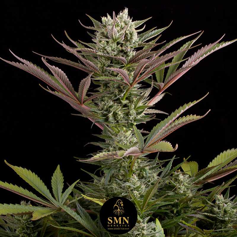 apple fritter smn genetics semi