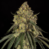 b 52 stag silent seeds