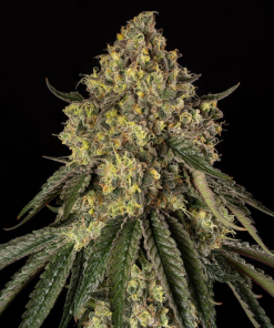 b 52 stag silent seeds