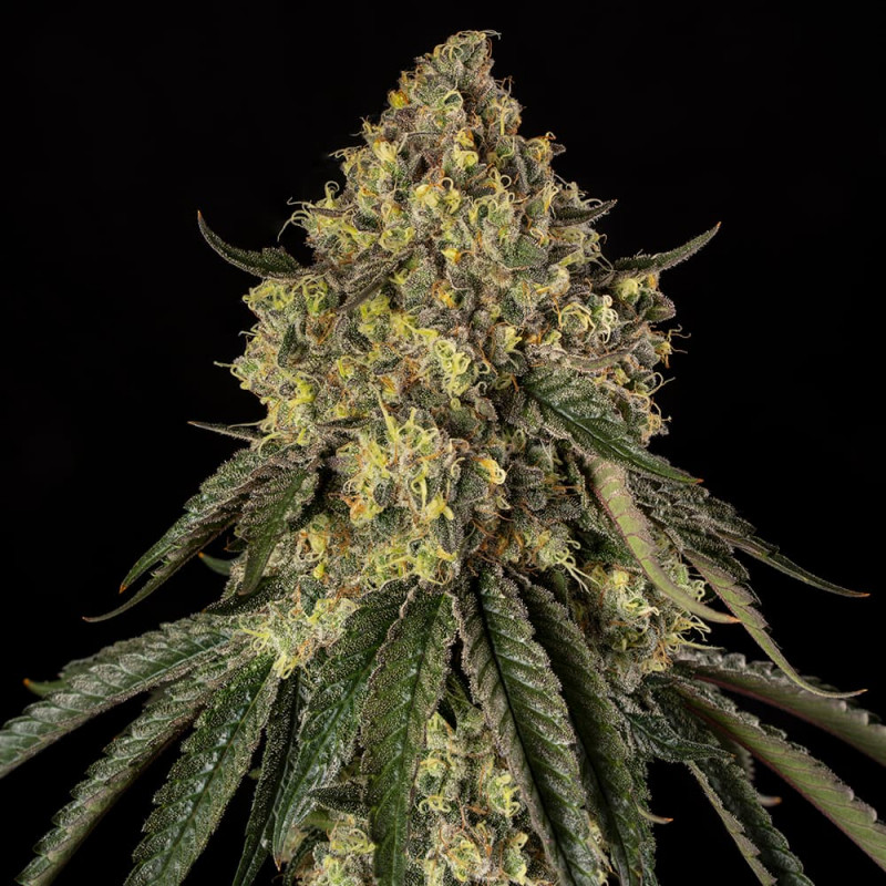 b 52 stag silent seeds