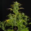 banana cherry zoap smn genetics semi