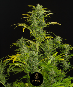 banana cherry zoap smn genetics semi