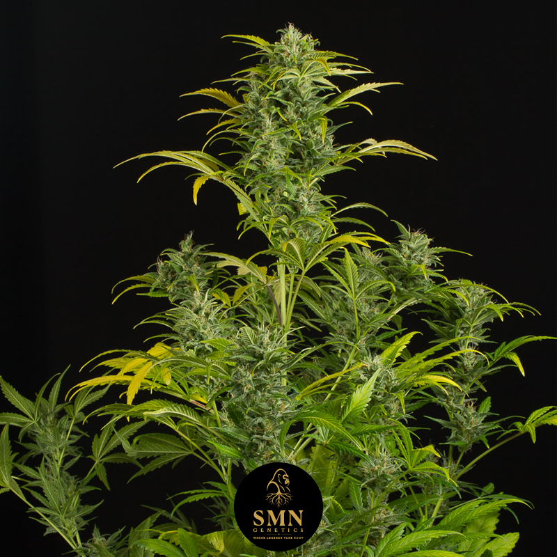 banana cherry zoap smn genetics semi