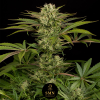 banana cherry zoap smn genetics semi