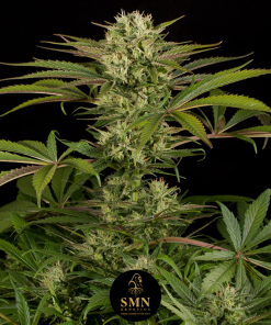 banana cherry zoap smn genetics semi