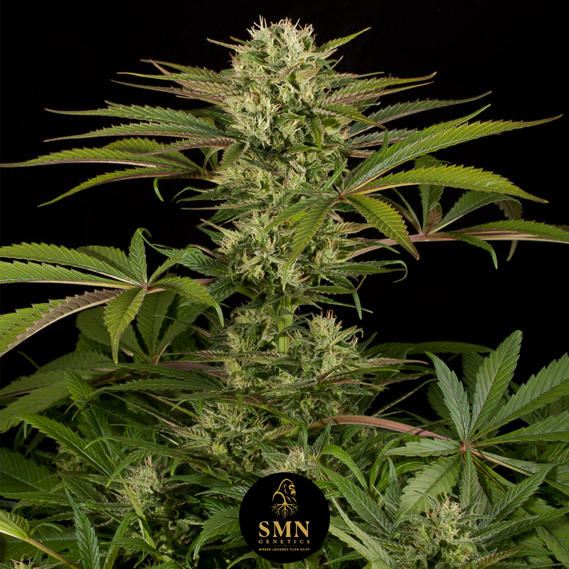 banana cherry zoap smn genetics semi