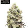 barcelona puff seedstockers
