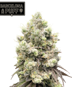 barcelona puff seedstockers