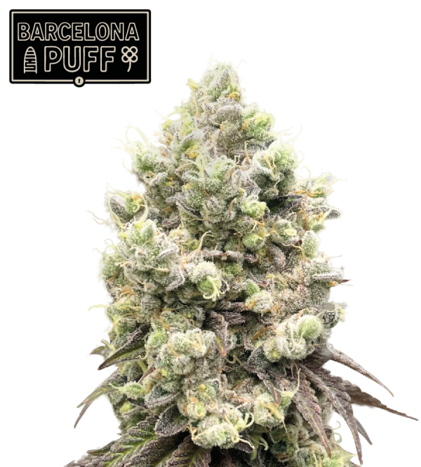 barcelona puff seedstockers