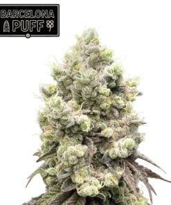 barcelona puff stag seedstockers