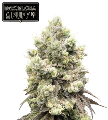 barcelona puff stag seedstockers