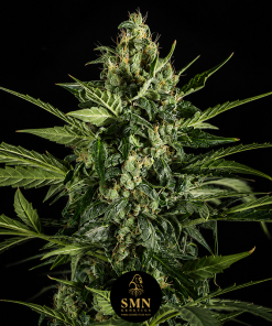 biscotti mintz auto smn genetics semi