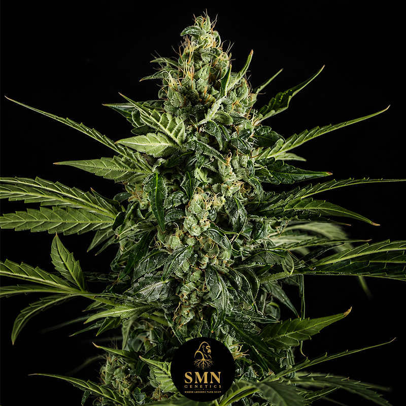 biscotti mintz auto smn genetics semi