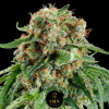 biscotti mintz smn genetics semi