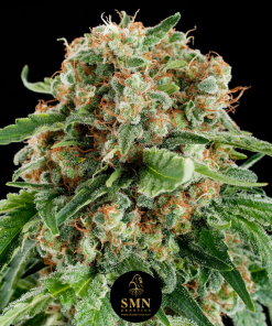 biscotti mintz smn genetics semi
