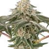 black lily stag sensi seeds