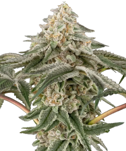 black lily stag sensi seeds