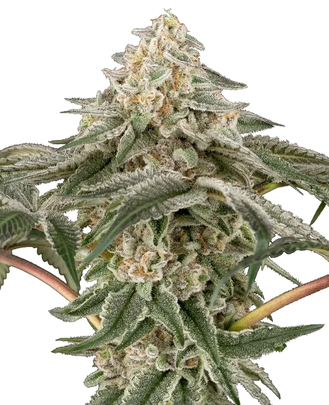 black lily stag sensi seeds