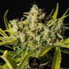 blueberry oreoz auto smn genetics semi