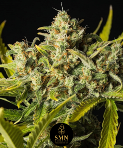 blueberry oreoz auto smn genetics semi