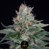 blueberry oreoz smn genetics semi