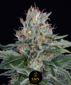 blueberry oreoz smn genetics semi