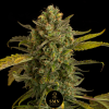 bruce banner auto smn genetics semi