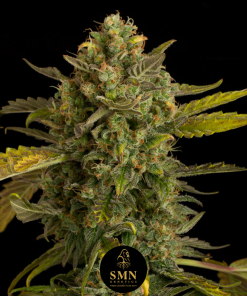 bruce banner auto smn genetics semi